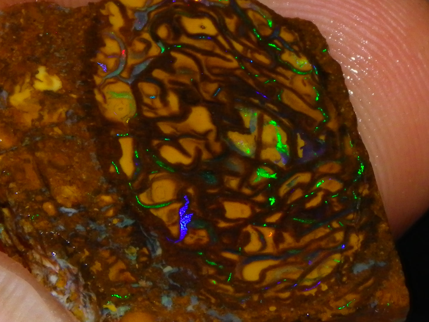 Very Nice Sliced Small Koroit Opal Nut 62.3cts Bright Green/BLue Fires/Patterns