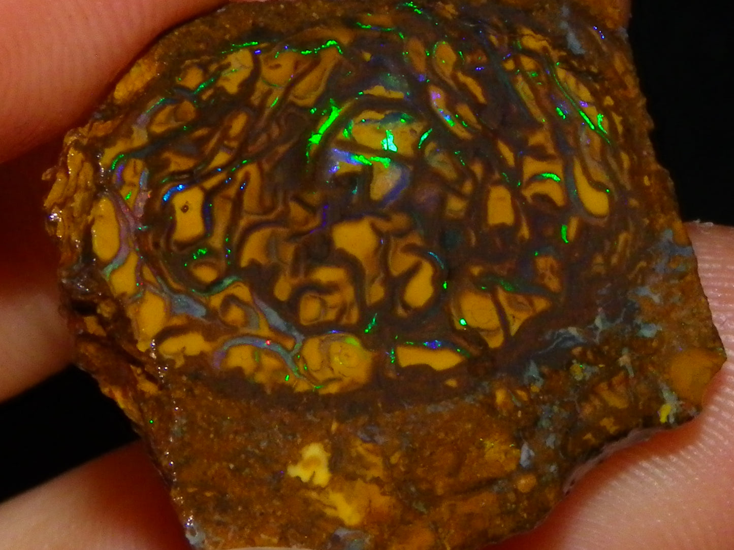 Very Nice Sliced Small Koroit Opal Nut 62.3cts Bright Green/BLue Fires/Patterns