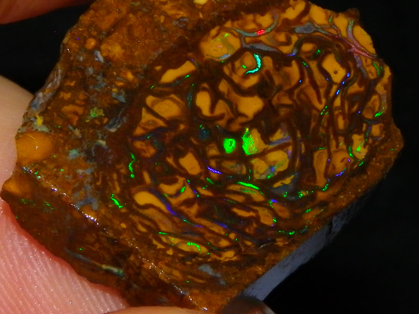 Very Nice Sliced Small Koroit Opal Nut 62.3cts Bright Green/BLue Fires/Patterns