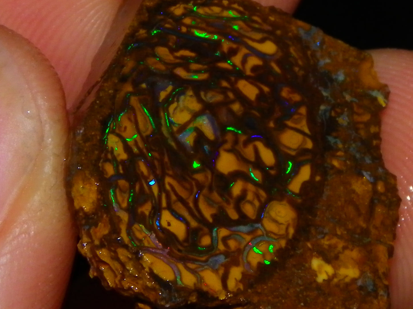 Very Nice Sliced Small Koroit Opal Nut 62.3cts Bright Green/BLue Fires/Patterns