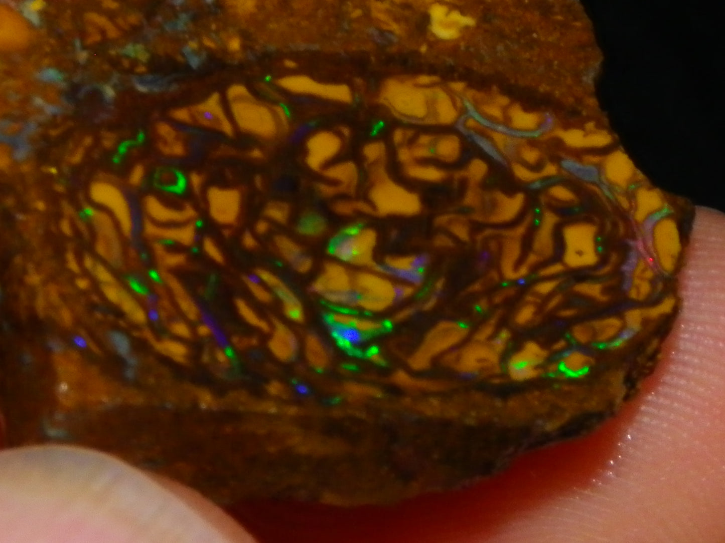 Very Nice Sliced Small Koroit Opal Nut 62.3cts Bright Green/BLue Fires/Patterns