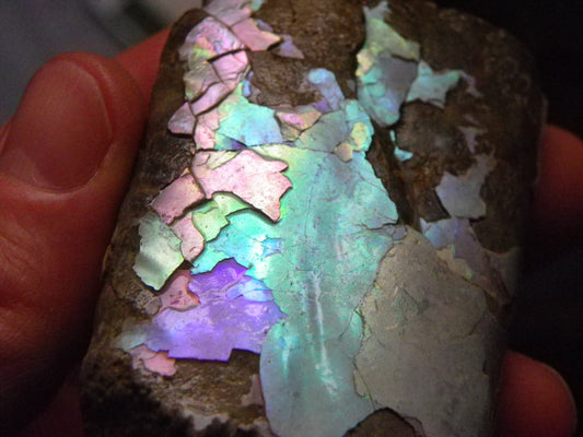 Very Nice/Rare Ammolite Specimen 722.5cts  Alberta Cananda :) Pink/Blues