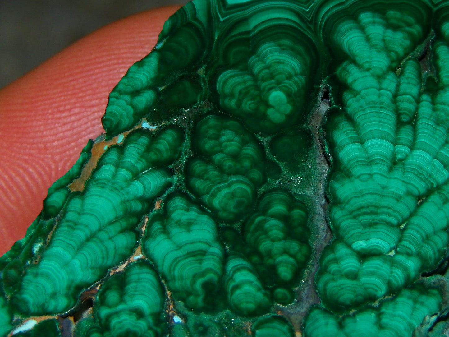 Nice Quality Malachite Polished Plume Specimen 565.5cts Superb Patterning :)