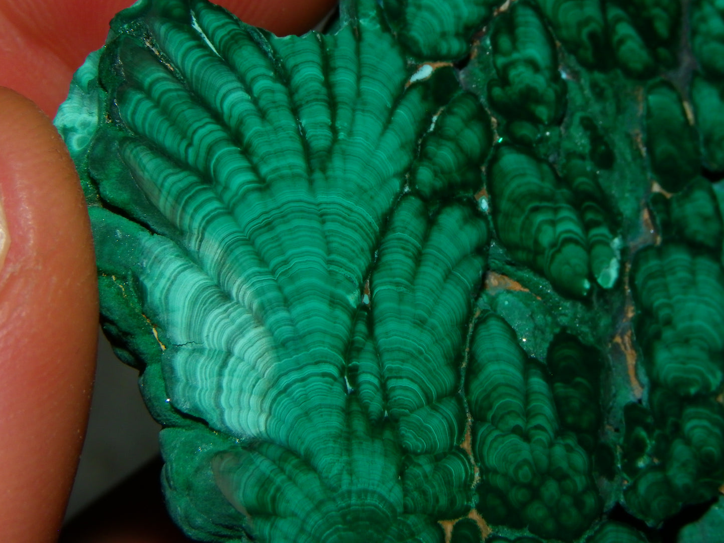 Nice Quality Malachite Polished Plume Specimen 565.5cts Superb Patterning :)