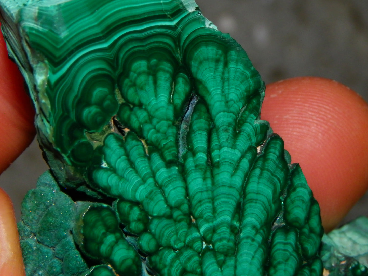 Nice Quality Malachite Polished Plume Specimen 565.5cts Superb Patterning :)