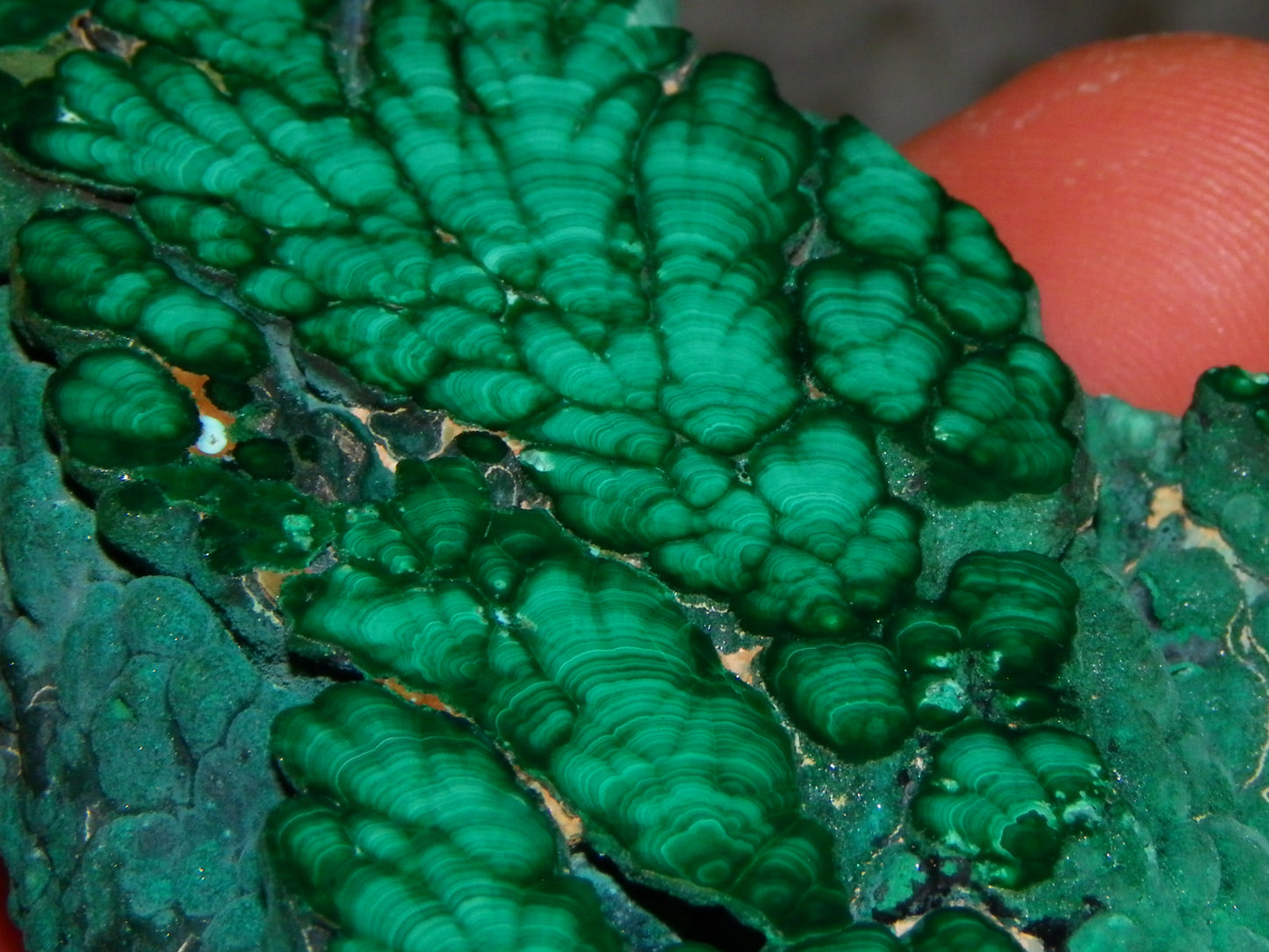 Nice Quality Malachite Polished Plume Specimen 565.5cts Superb Patterning :)