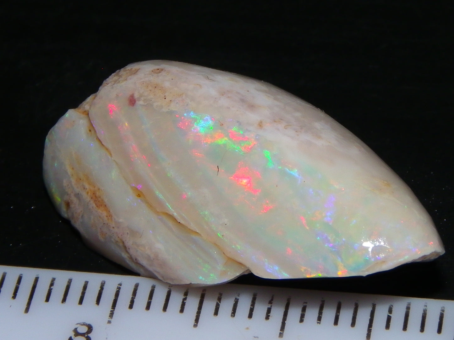 Nice Coober Pedy Fossil Opal Shell Specimen 14.2cts Red/Green/Blue Fires Australia