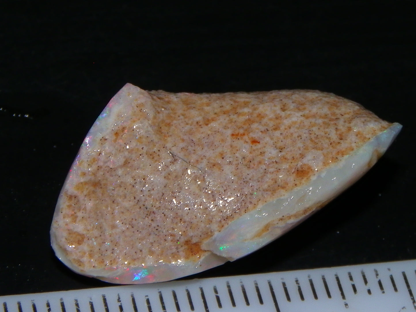 Nice Coober Pedy Fossil Opal Shell Specimen 14.2cts Red/Green/Blue Fires Australia