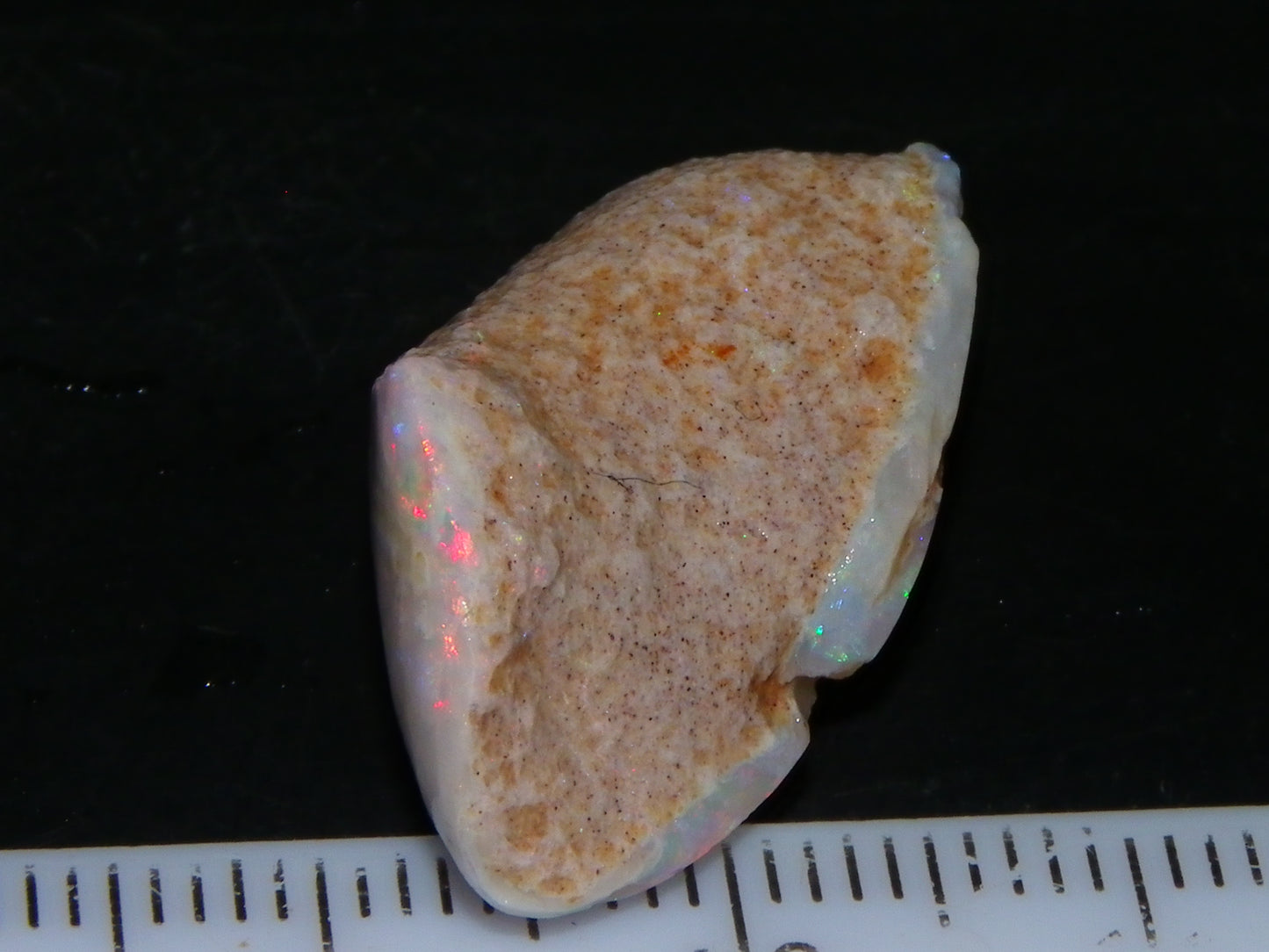 Nice Coober Pedy Fossil Opal Shell Specimen 14.2cts Red/Green/Blue Fires Australia