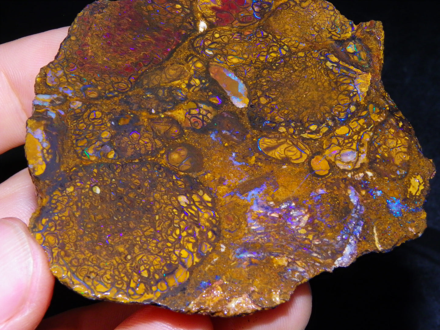 Nice Large Rough/Sliced Koroit Opal Specimen 498.5cts Blue/Purple Fires Australia