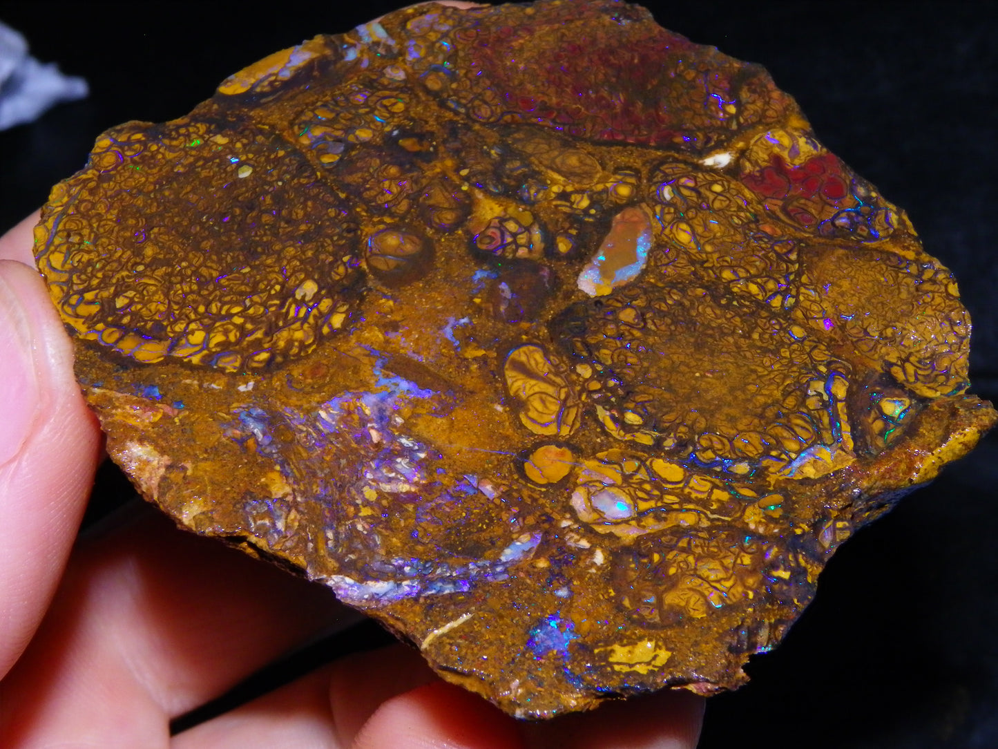 Nice Large Rough/Sliced Koroit Opal Specimen 498.5cts Blue/Purple Fires Australia