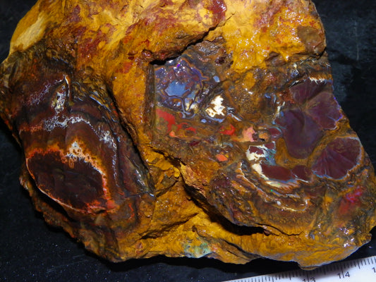 Huge 1498 Gram Sliced Koroit Opal Half Nut Patterns/Purple/Green Fires Queensland Australia