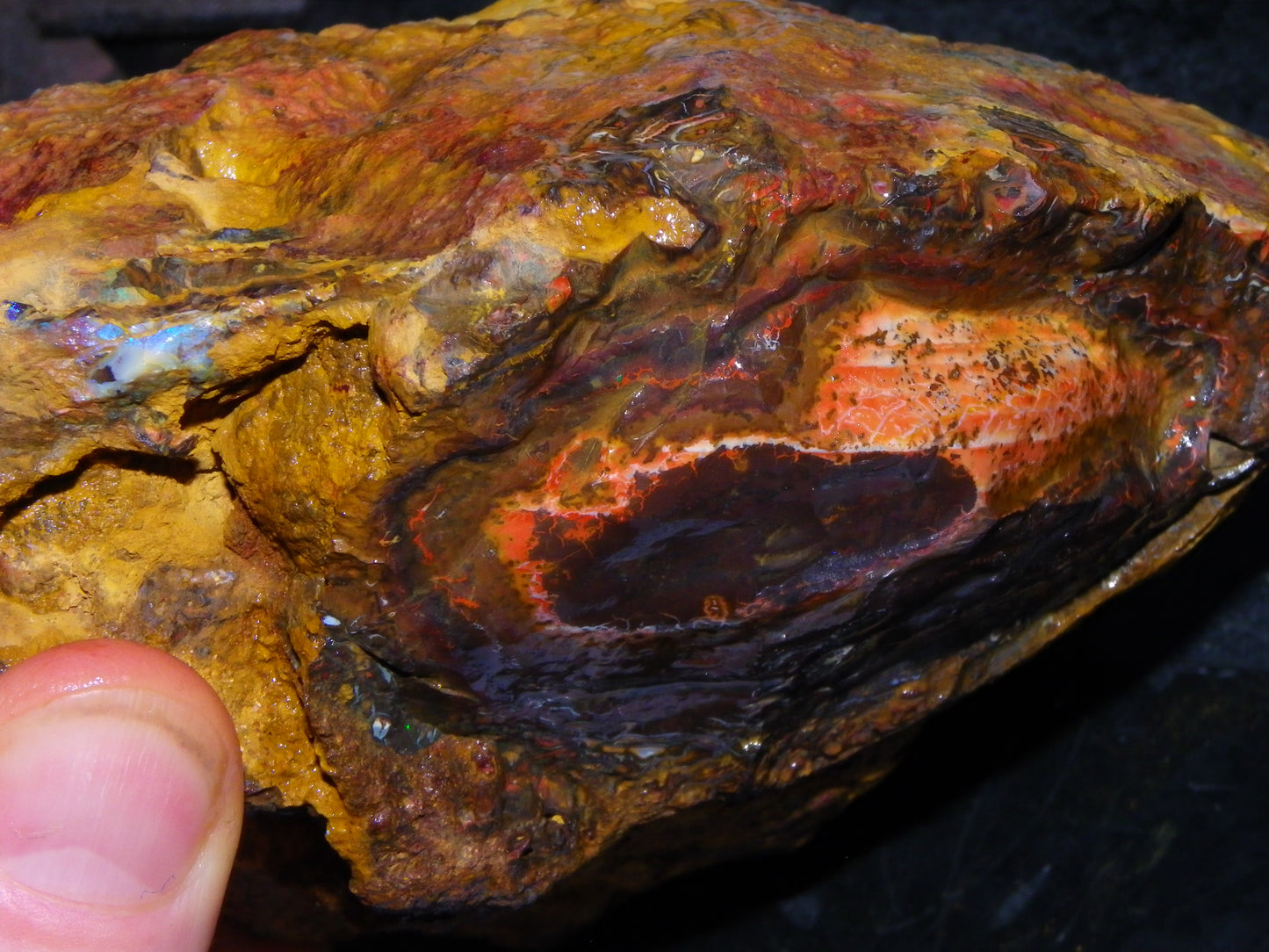 Huge 1498 Gram Sliced Koroit Opal Half Nut Patterns/Purple/Green Fires Queensland Australia
