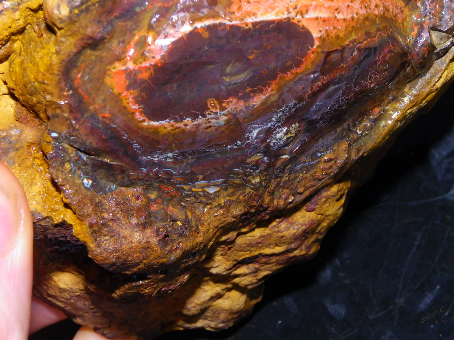 Huge 1498 Gram Sliced Koroit Opal Half Nut Patterns/Purple/Green Fires Queensland Australia