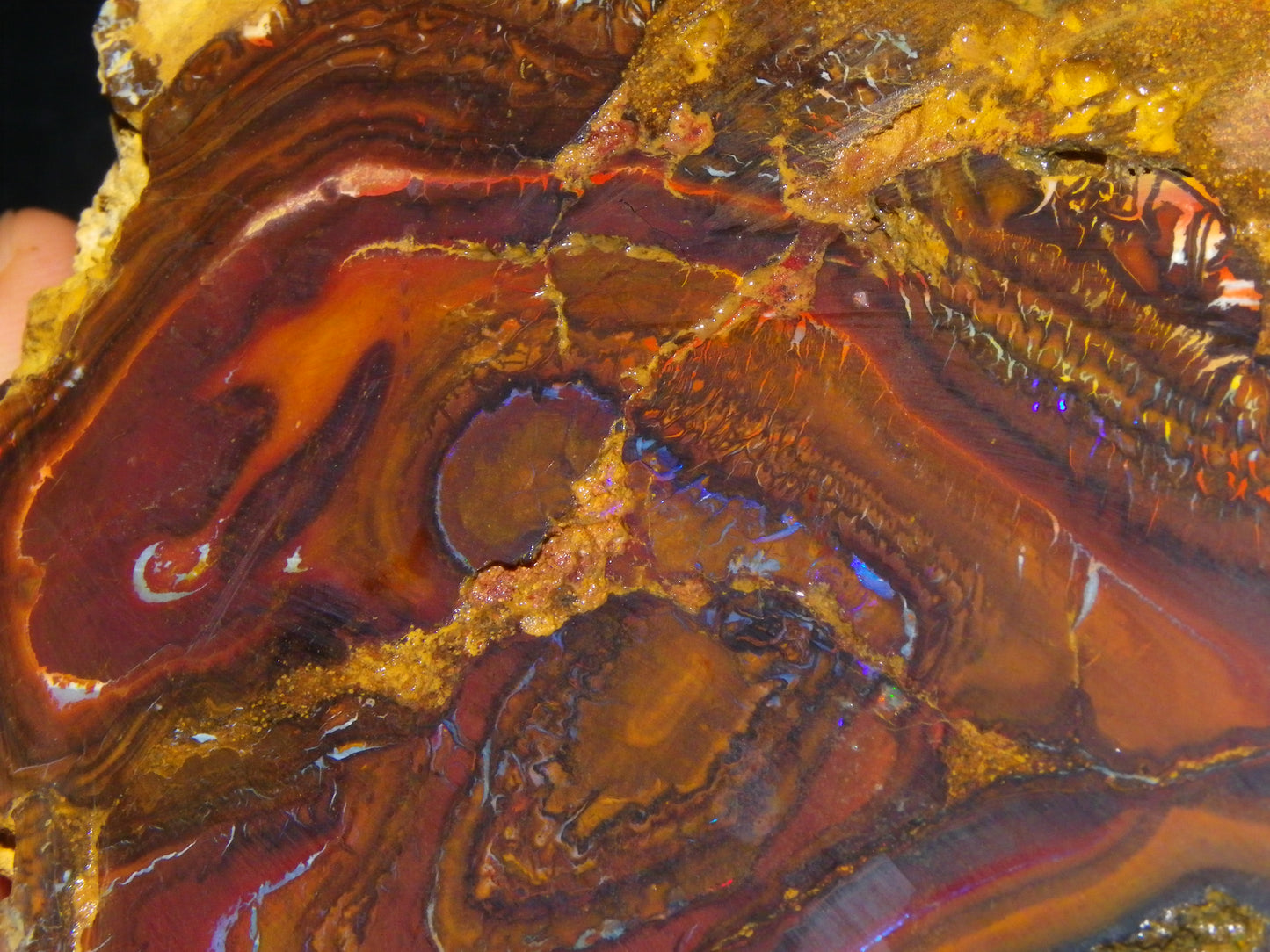 Huge 1498 Gram Sliced Koroit Opal Half Nut Patterns/Purple/Green Fires Queensland Australia