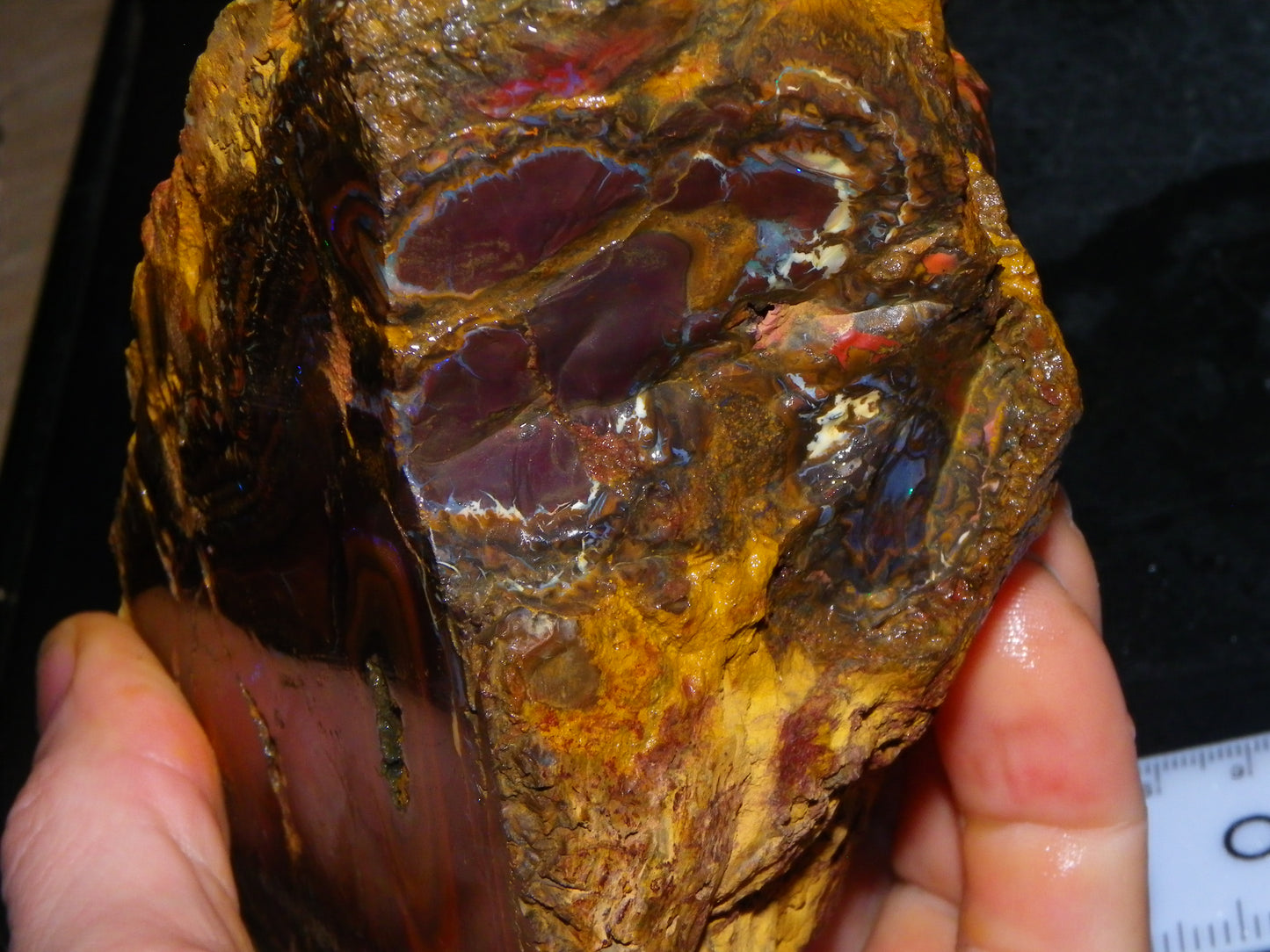 Huge 1498 Gram Sliced Koroit Opal Half Nut Patterns/Purple/Green Fires Queensland Australia