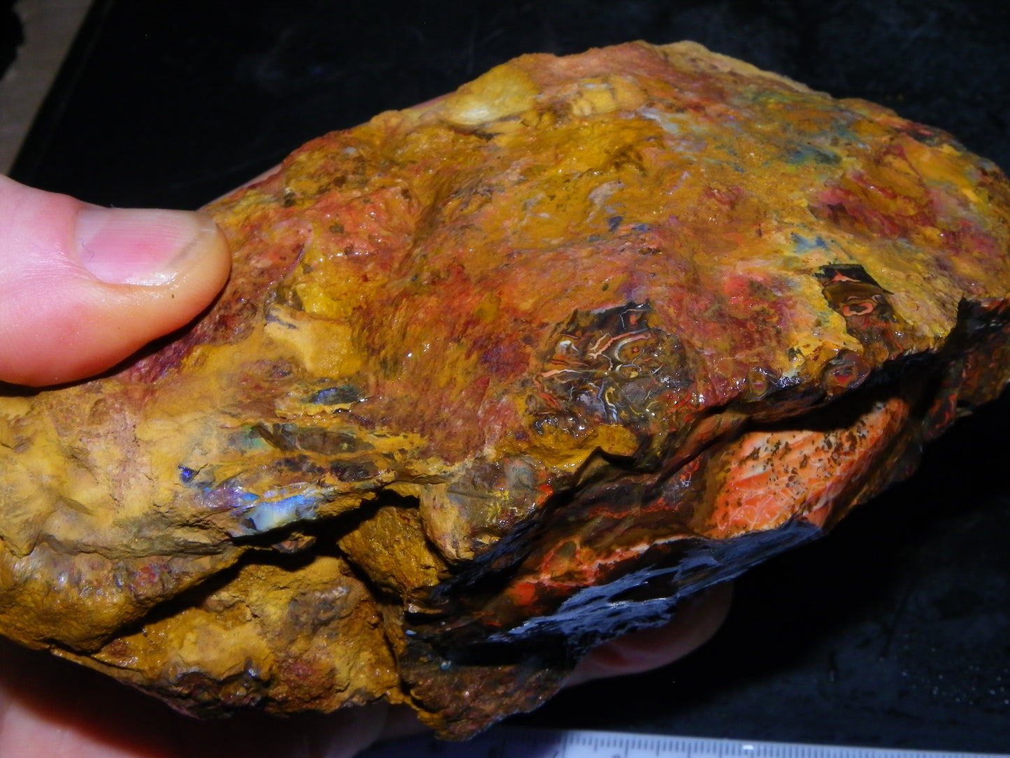 Huge 1498 Gram Sliced Koroit Opal Half Nut Patterns/Purple/Green Fires Queensland Australia