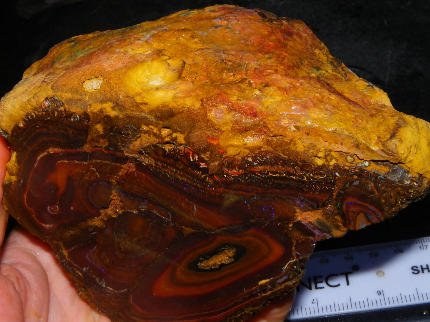 Huge 1498 Gram Sliced Koroit Opal Half Nut Patterns/Purple/Green Fires Queensland Australia