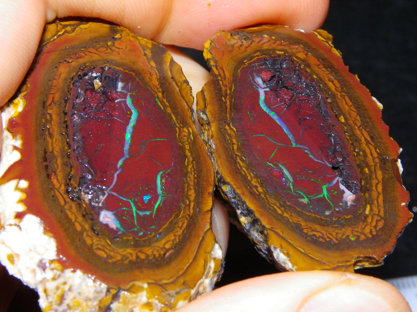 Very Nice Sliced Koroit Opal Nut 597cts Queensland 6x Pieces Fires/Matching Patterns Au