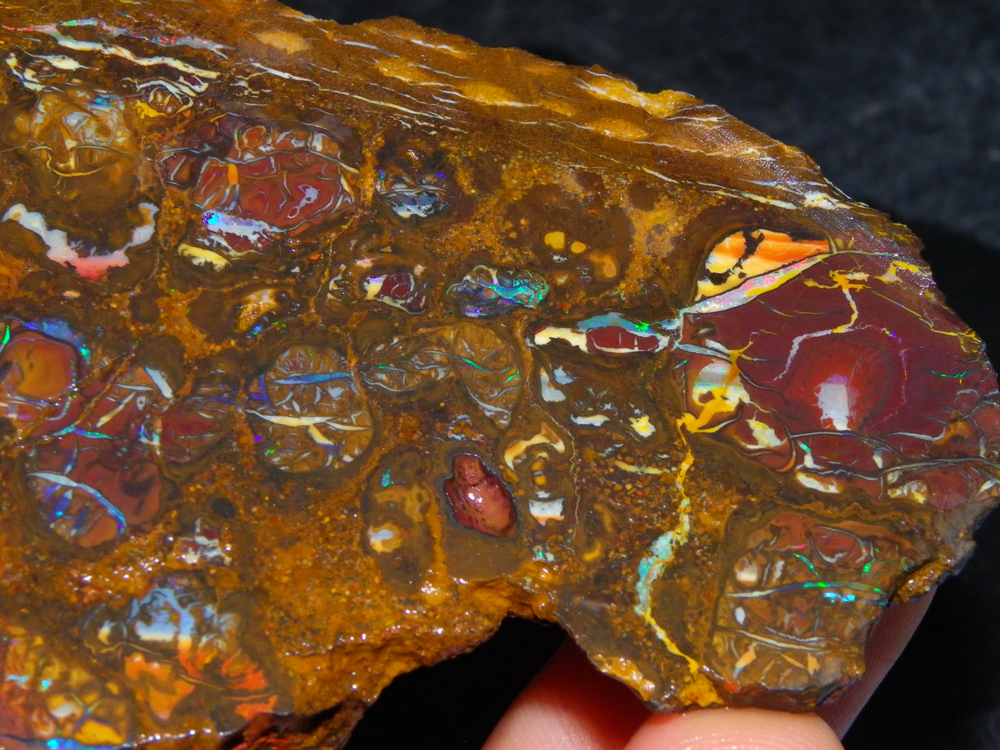 Nice Rough Koroit/Conglomerate Opal Rough 603.5cts Pods/Nuts/Patterns/Fires