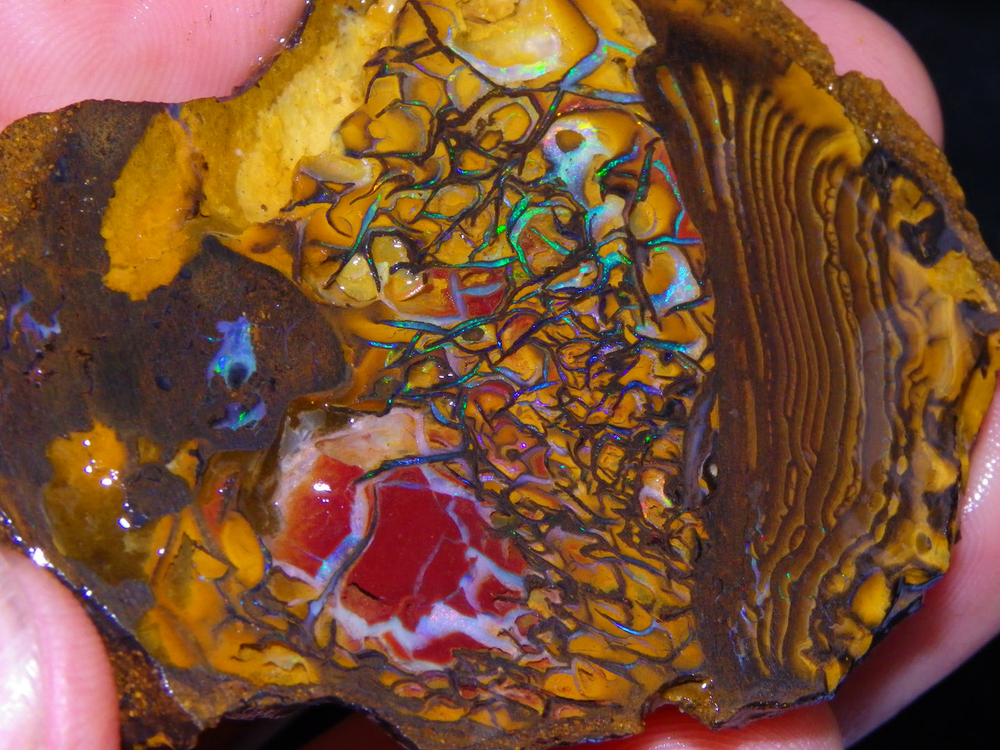 2 Nice Rough/Sliced Koroit Opals 595cts Queensland Australia Fires/Patterns