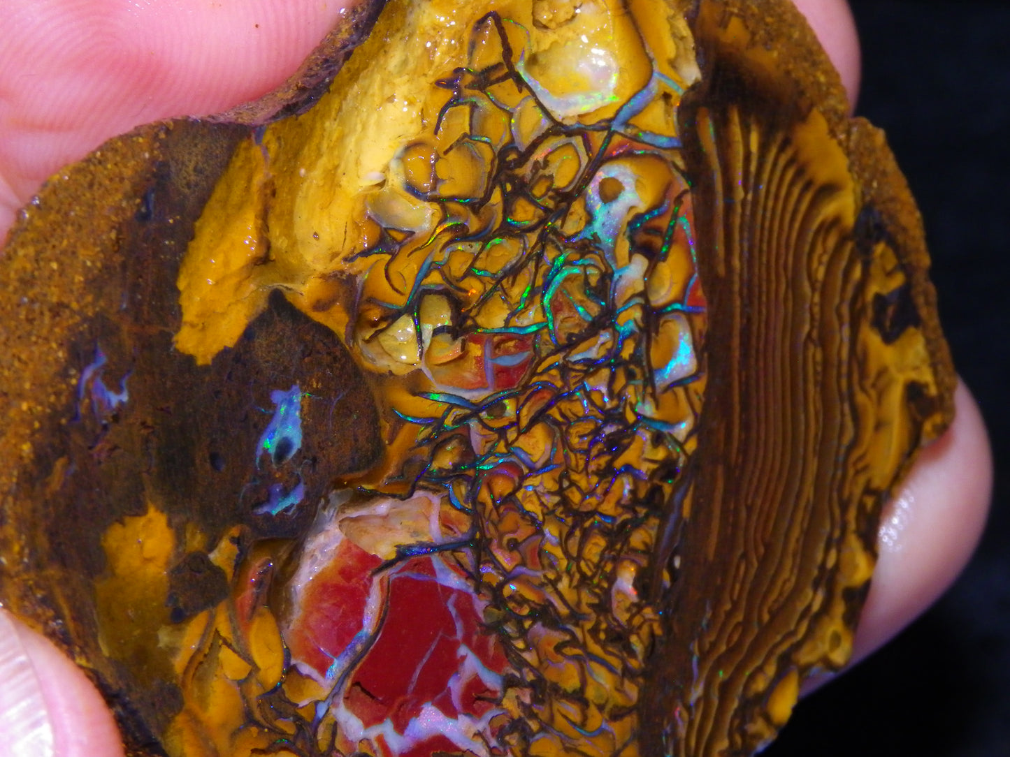 2 Nice Rough/Sliced Koroit Opals 595cts Queensland Australia Fires/Patterns