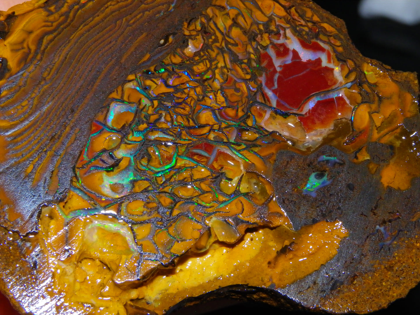 2 Nice Rough/Sliced Koroit Opals 595cts Queensland Australia Fires/Patterns