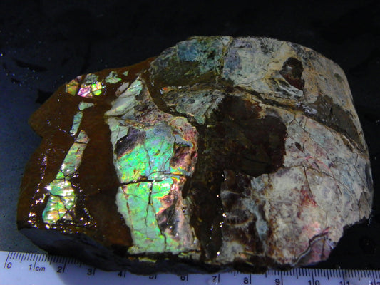 Huge Nice Quality Ammolite Specimen 2714cts Multicolours/Double Sided Alberta Canada