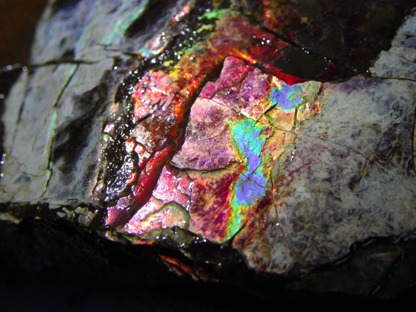 Huge Nice Quality Ammolite Specimen 2714cts Multicolours/Double Sided Alberta Canada