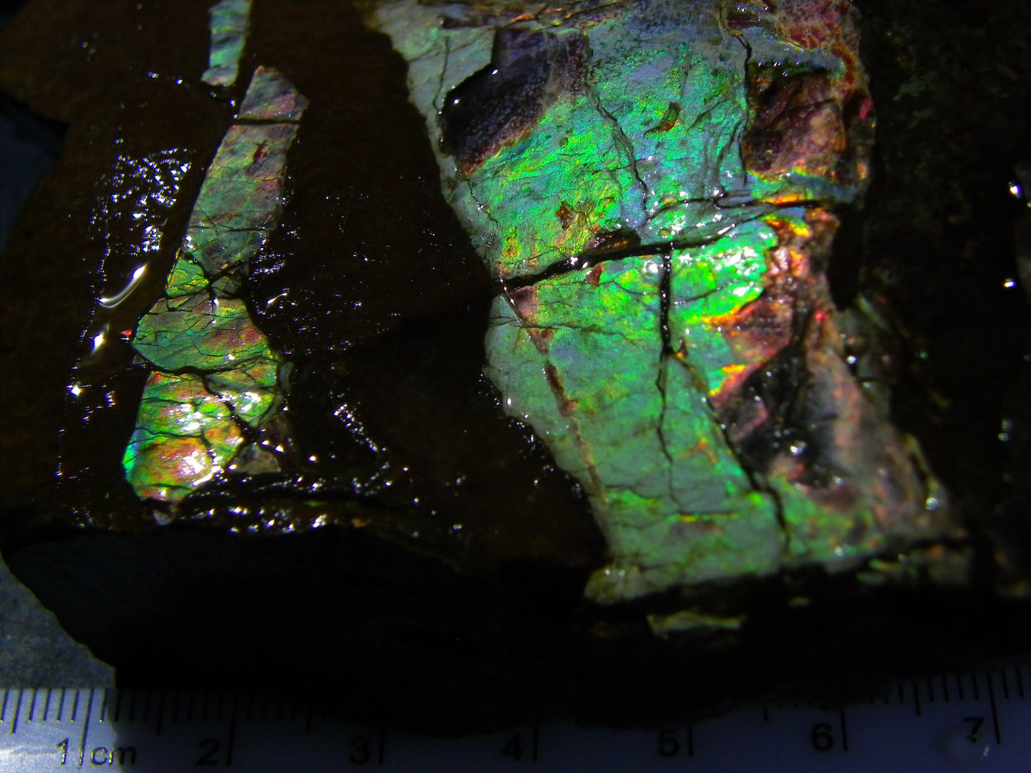 Huge Nice Quality Ammolite Specimen 2714cts Multicolours/Double Sided Alberta Canada