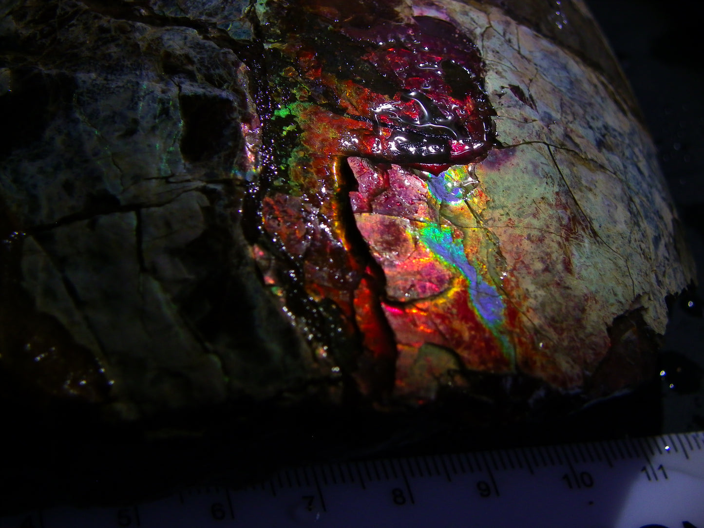 Huge Nice Quality Ammolite Specimen 2714cts Multicolours/Double Sided Alberta Canada