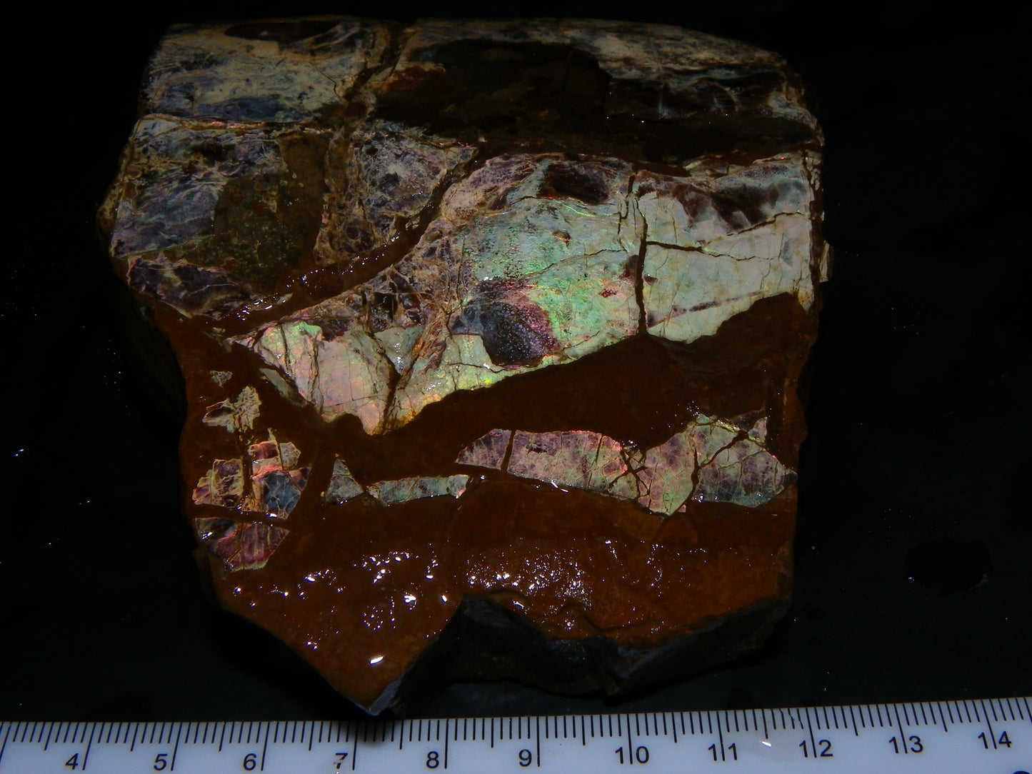 Huge Nice Quality Ammolite Specimen 2714cts Multicolours/Double Sided Alberta Canada