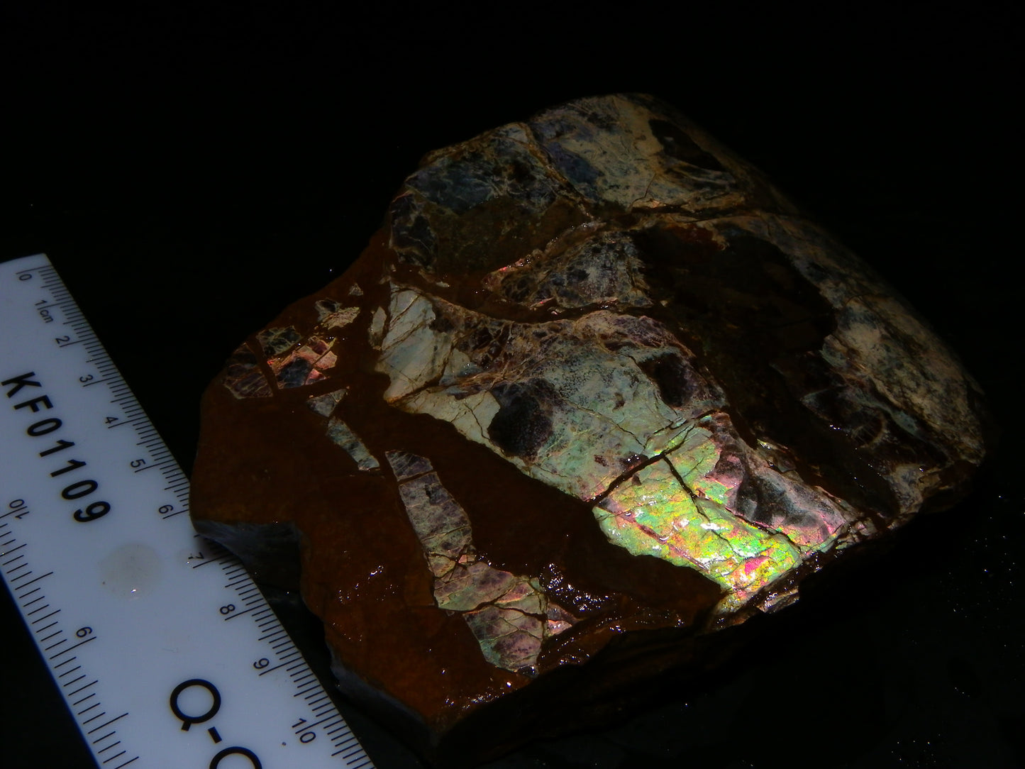 Huge Nice Quality Ammolite Specimen 2714cts Multicolours/Double Sided Alberta Canada