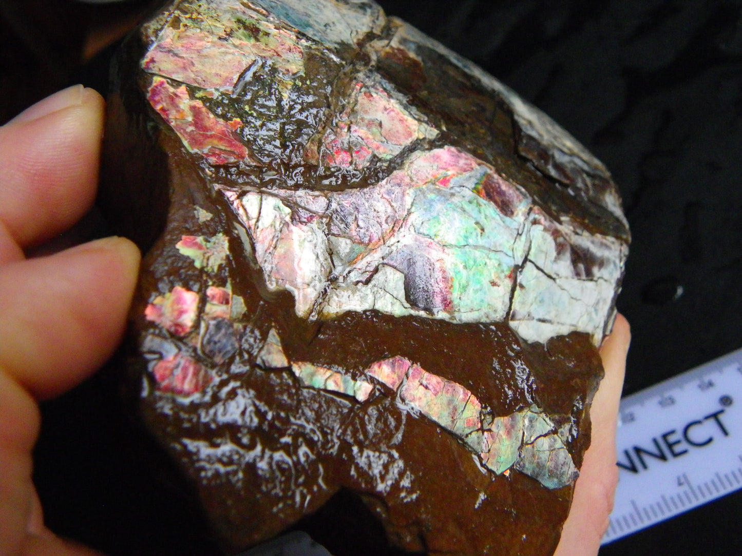 Huge Nice Quality Ammolite Specimen 2714cts Multicolours/Double Sided Alberta Canada