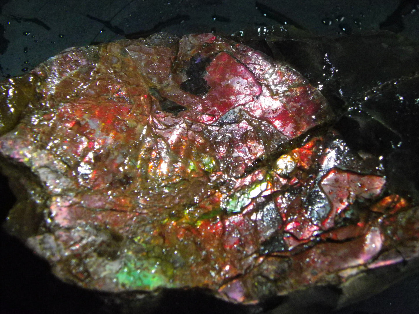 Huge Nice Quality Ammolite Specimen 2714cts Multicolours/Double Sided Alberta Canada