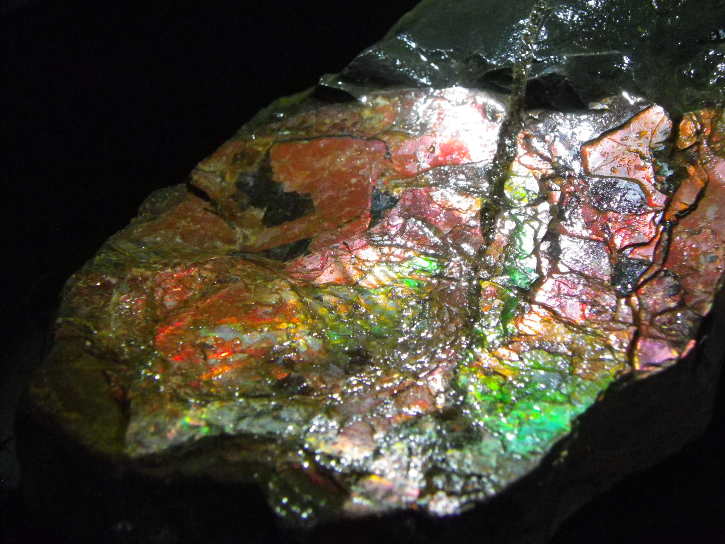 Huge Nice Quality Ammolite Specimen 2714cts Multicolours/Double Sided Alberta Canada