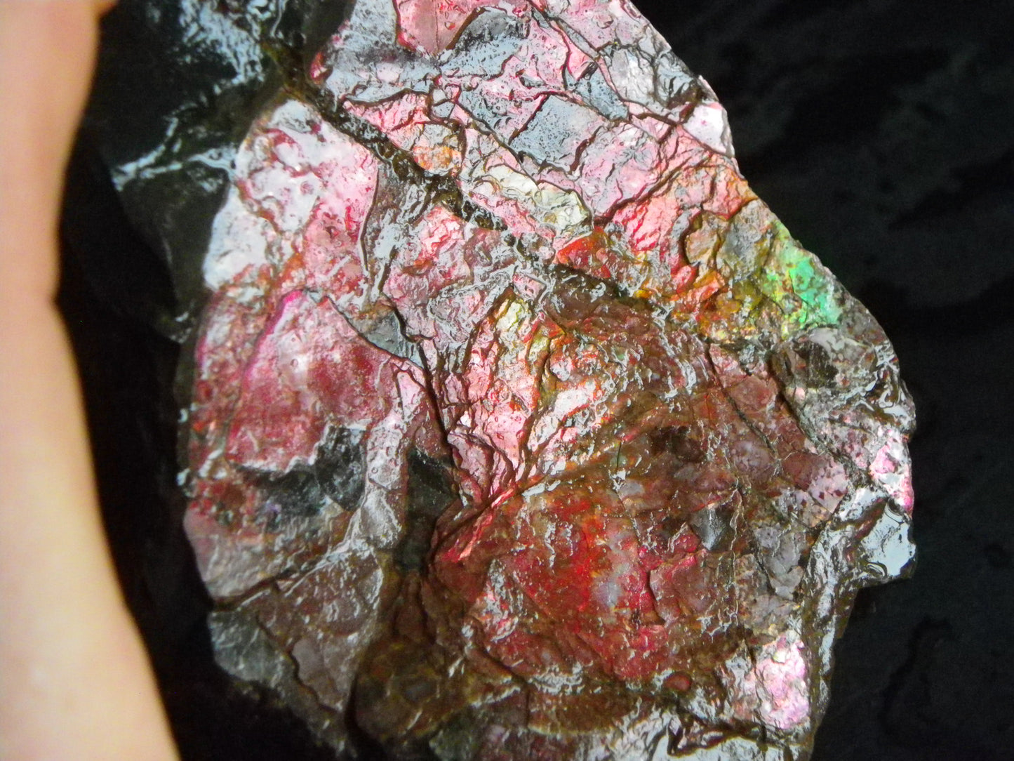 Huge Nice Quality Ammolite Specimen 2714cts Multicolours/Double Sided Alberta Canada