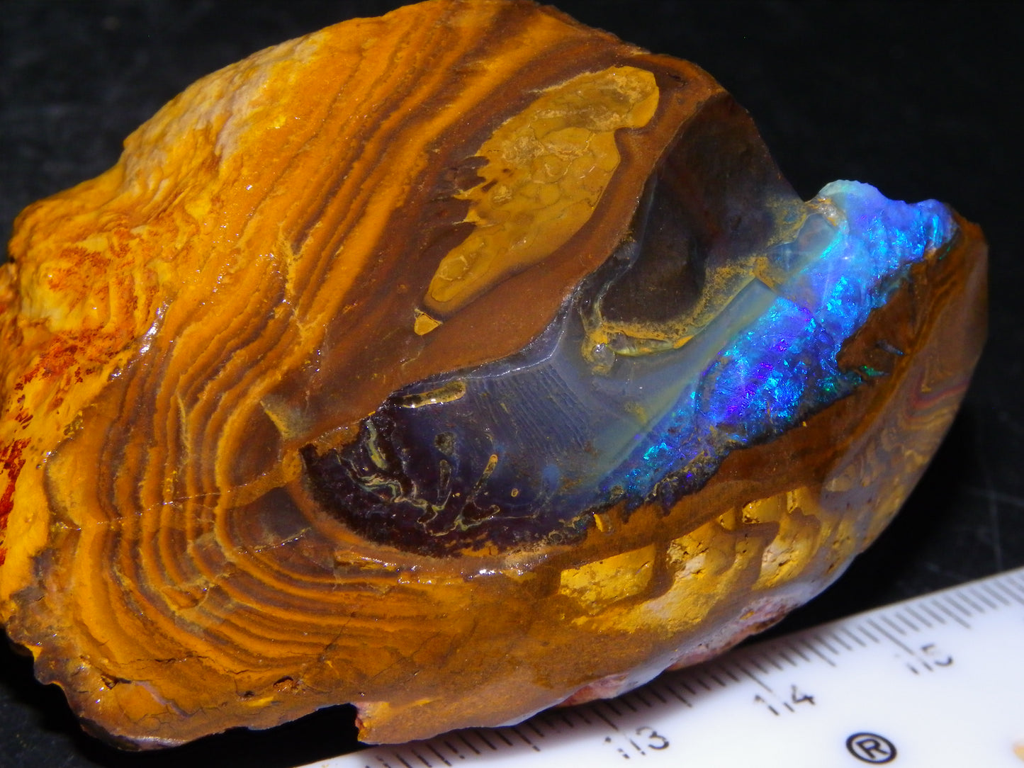 Nice Rough Boulder Opal Specimen 403cts winton Queensland Australia Blue/Greens