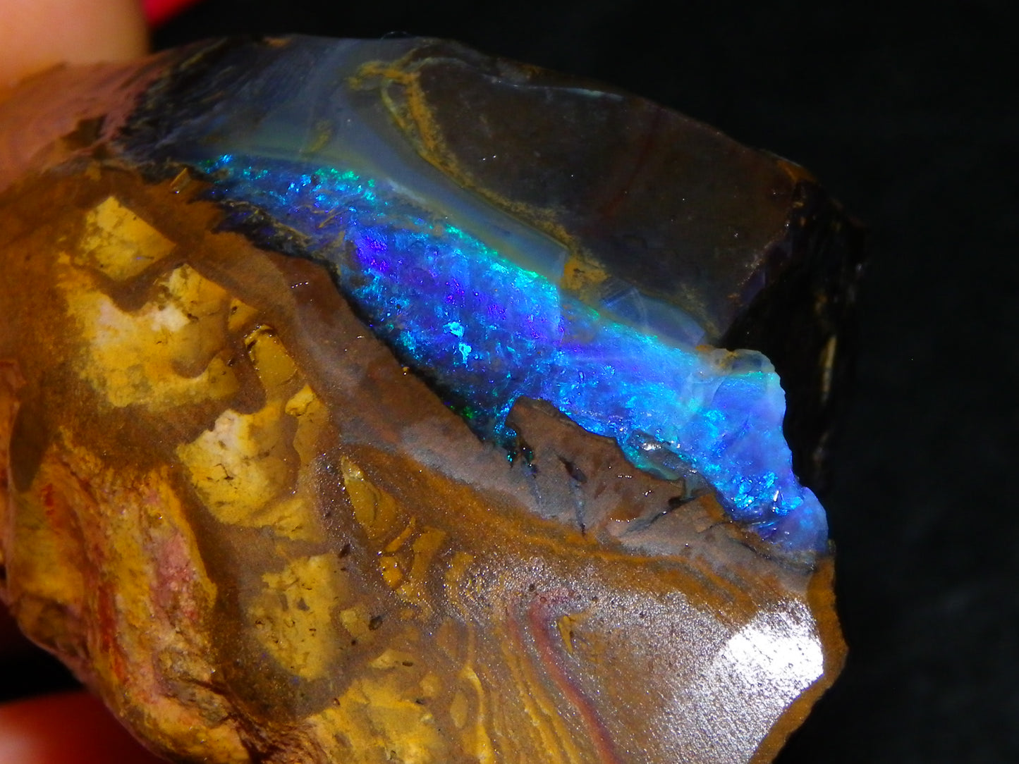 Nice Rough Boulder Opal Specimen 403cts winton Queensland Australia Blue/Greens