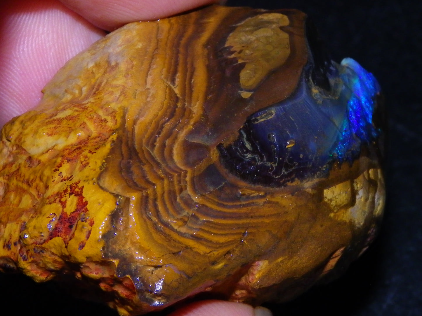 Nice Rough Boulder Opal Specimen 403cts winton Queensland Australia Blue/Greens