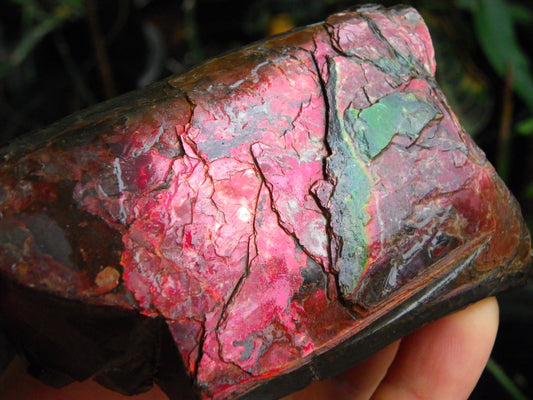 Very Nice/Large Ammolite Rough Specimen 2626cts Red/Green/Gold Colours Canada