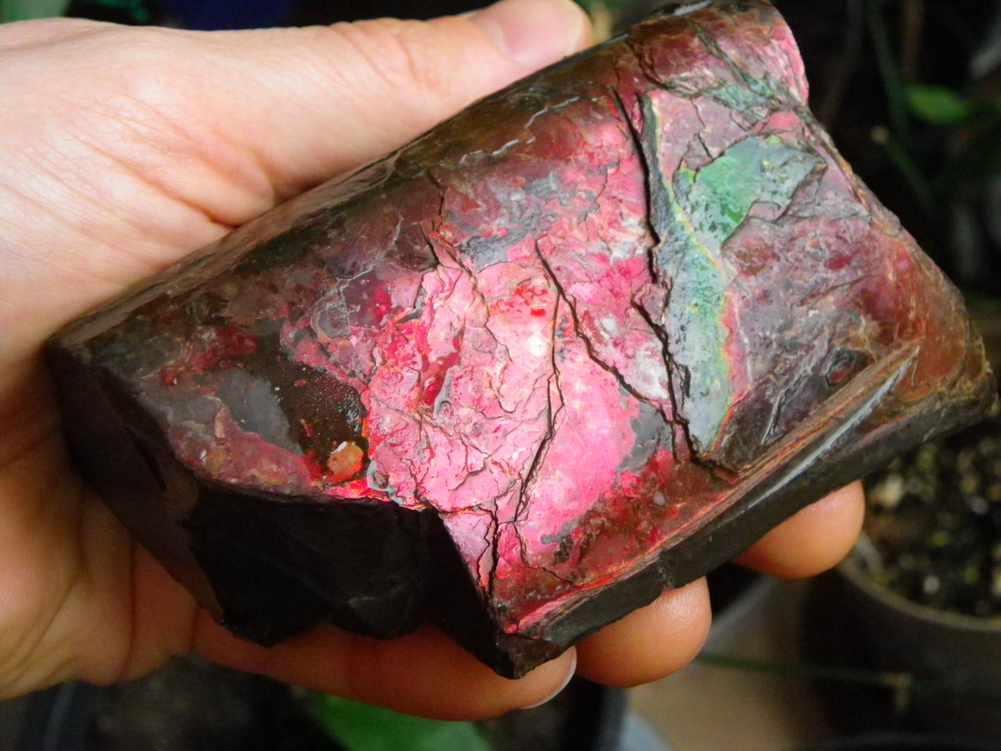 Very Nice/Large Ammolite Rough Specimen 2626cts Red/Green/Gold Colours Canada