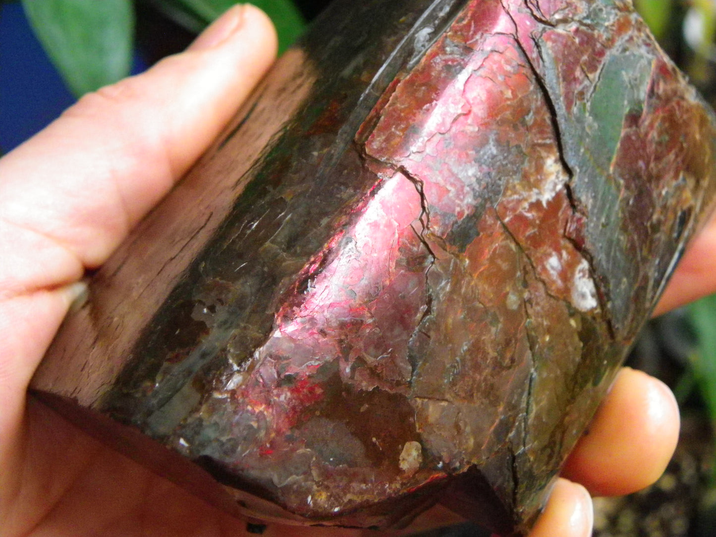 Very Nice/Large Ammolite Rough Specimen 2626cts Red/Green/Gold Colours Canada