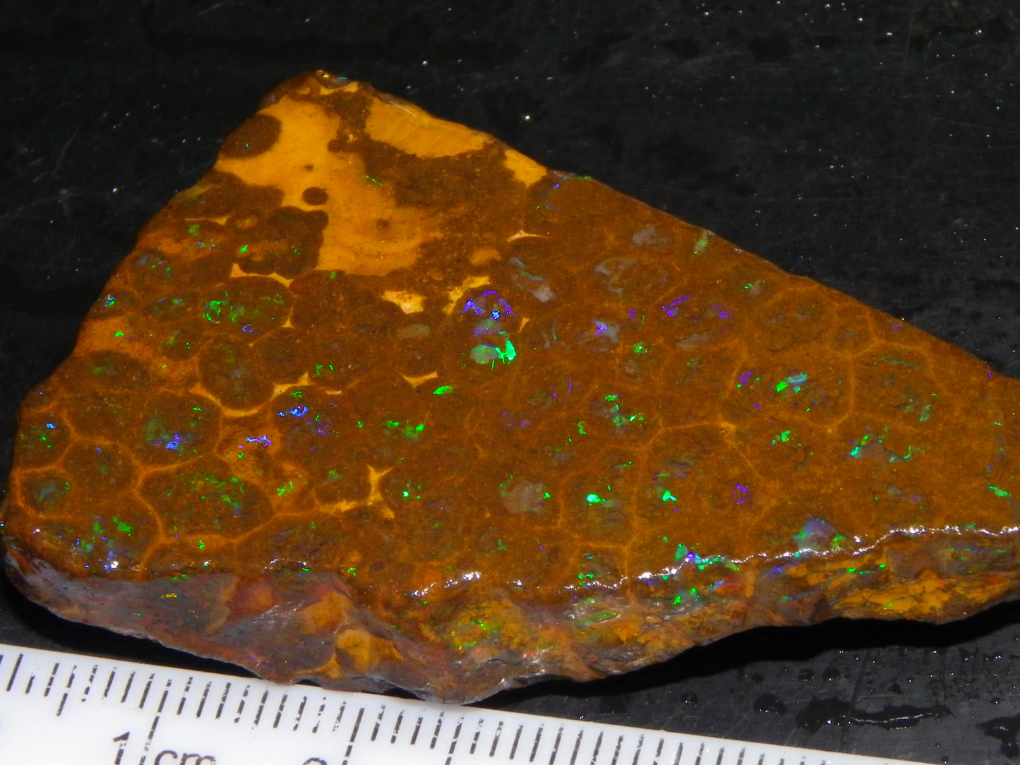 Nice Rubbed/Rough Opalton Gem Matrix Opal 149.5cts Greens/Orange Fires Australia