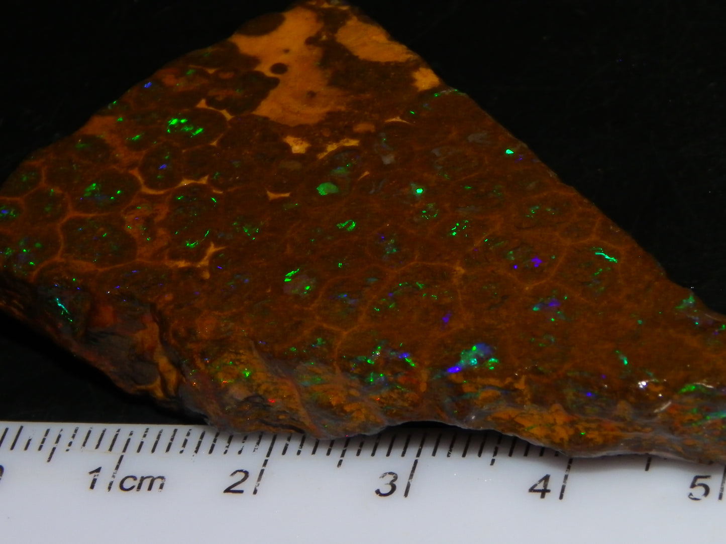Nice Rubbed/Rough Opalton Gem Matrix Opal 149.5cts Greens/Orange Fires Australia