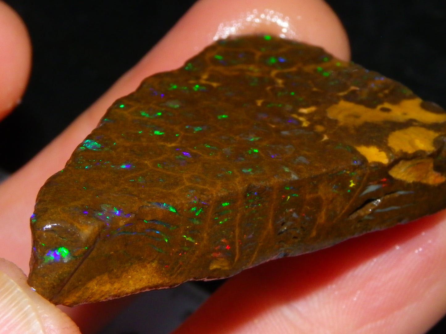 Nice Rubbed/Rough Opalton Gem Matrix Opal 149.5cts Greens/Orange Fires Australia