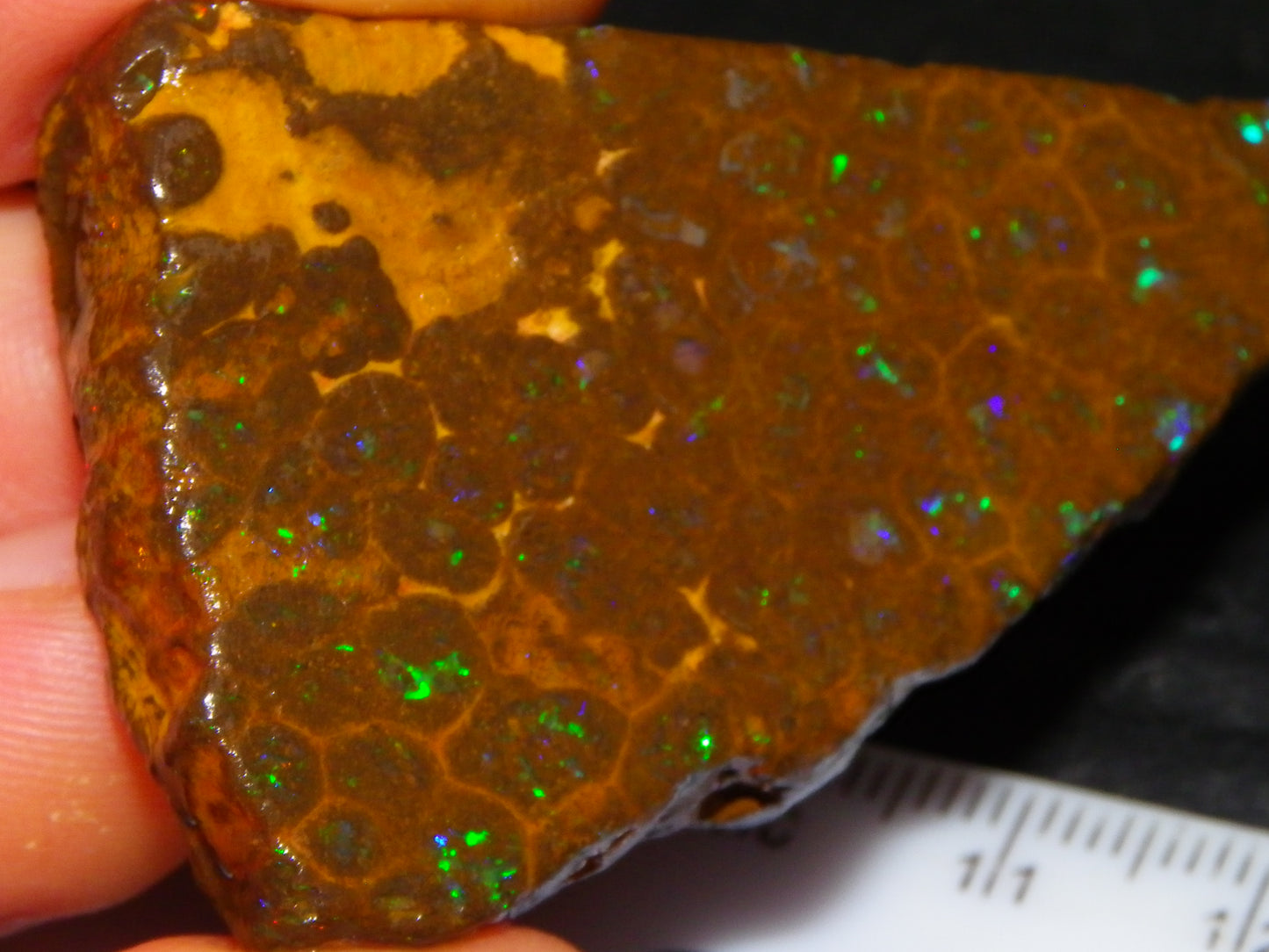 Nice Rubbed/Rough Opalton Gem Matrix Opal 149.5cts Greens/Orange Fires Australia