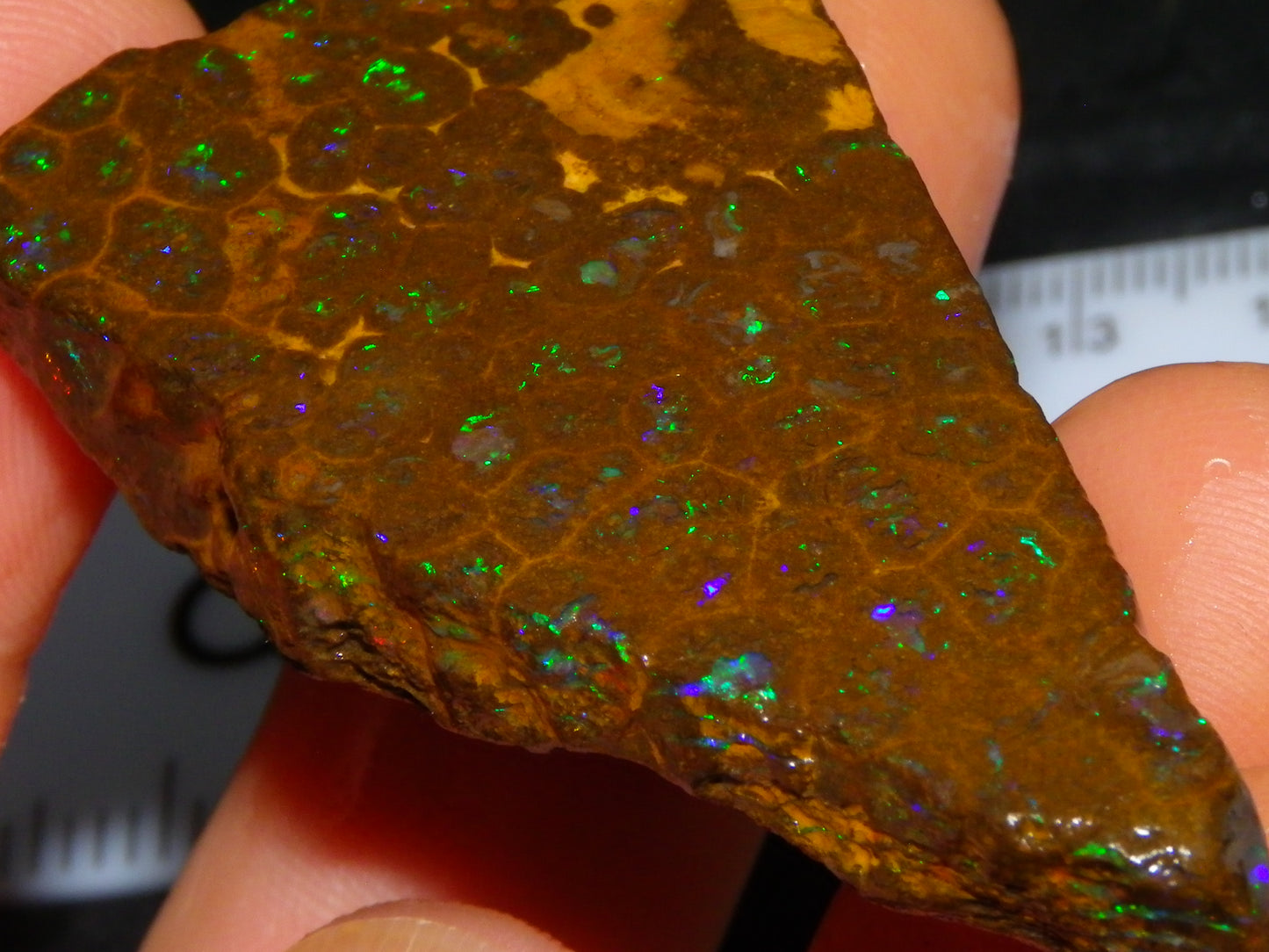 Nice Rubbed/Rough Opalton Gem Matrix Opal 149.5cts Greens/Orange Fires Australia