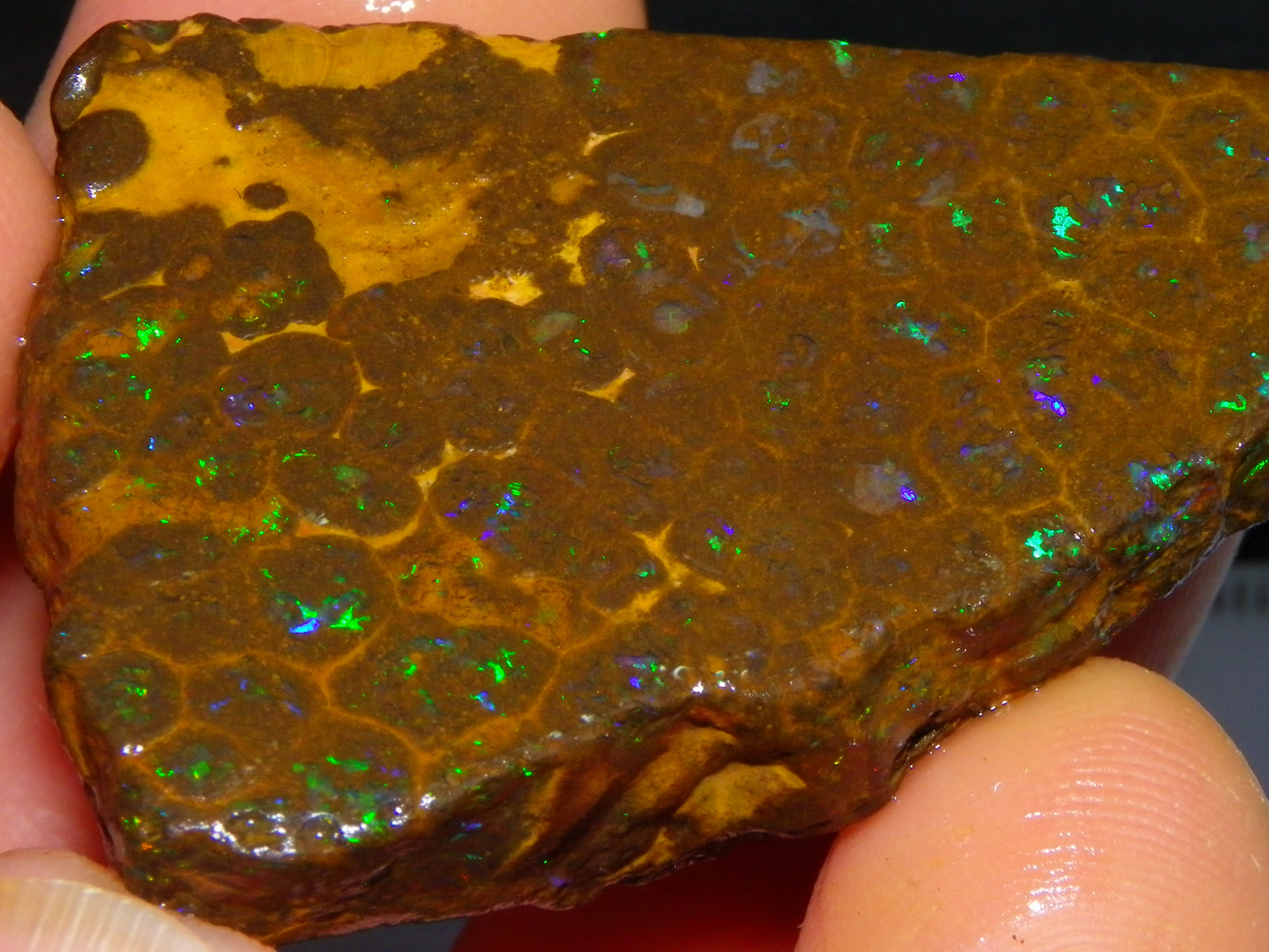 Nice Rubbed/Rough Opalton Gem Matrix Opal 149.5cts Greens/Orange Fires Australia