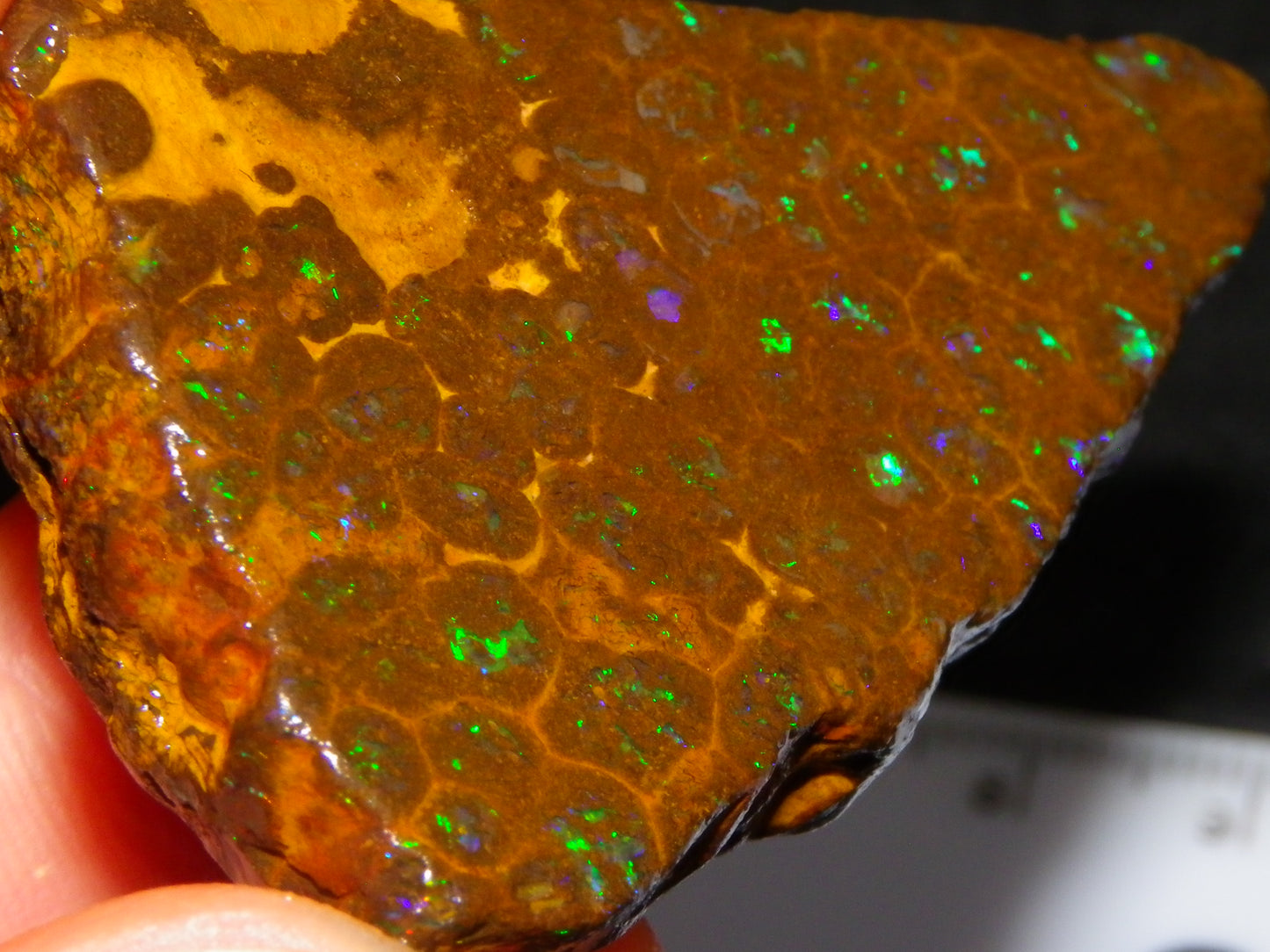 Nice Rubbed/Rough Opalton Gem Matrix Opal 149.5cts Greens/Orange Fires Australia